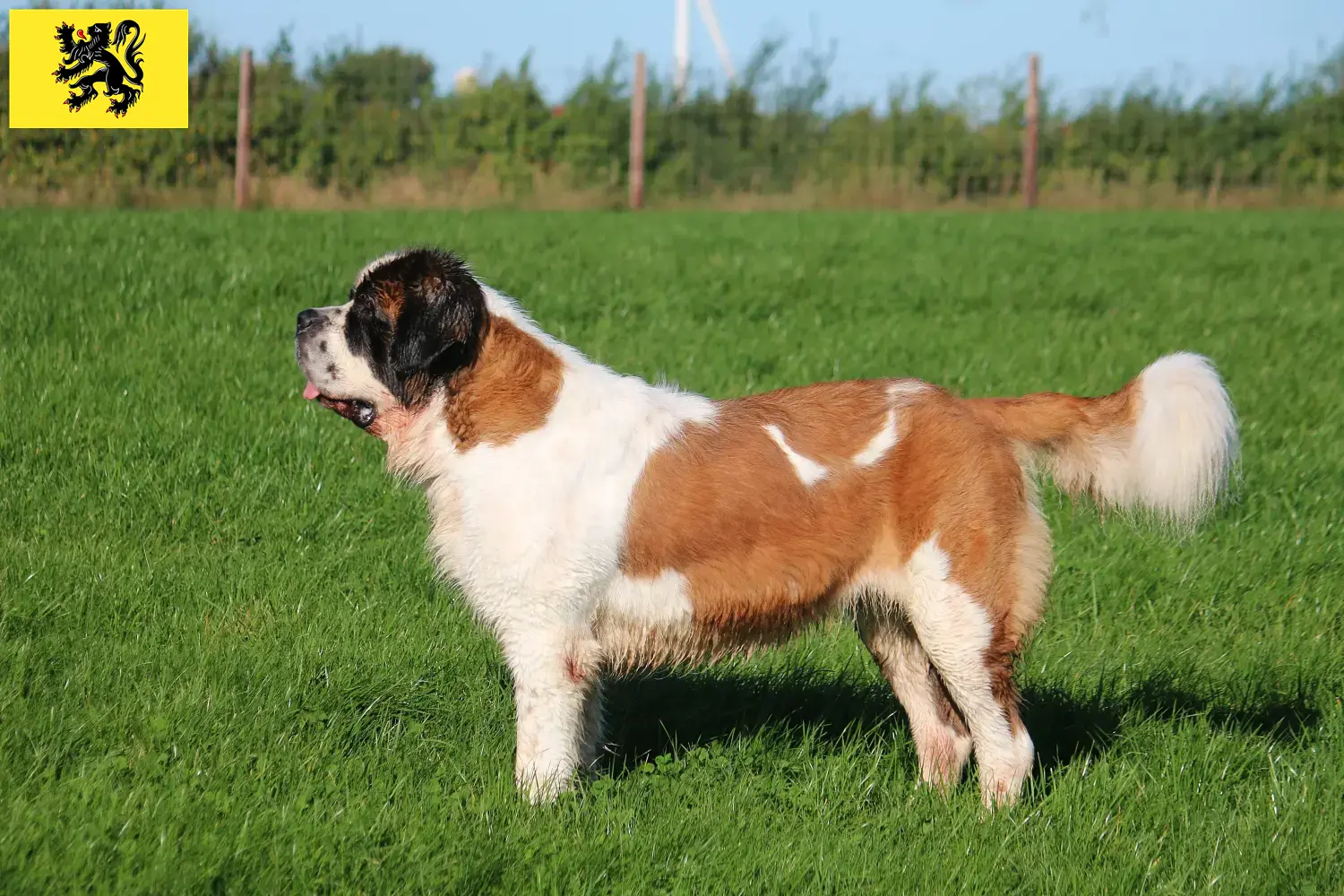 Read more about the article Saint Bernard breeders and puppies in Flanders