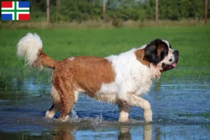 Read more about the article Saint Bernard breeders and puppies in Groningen