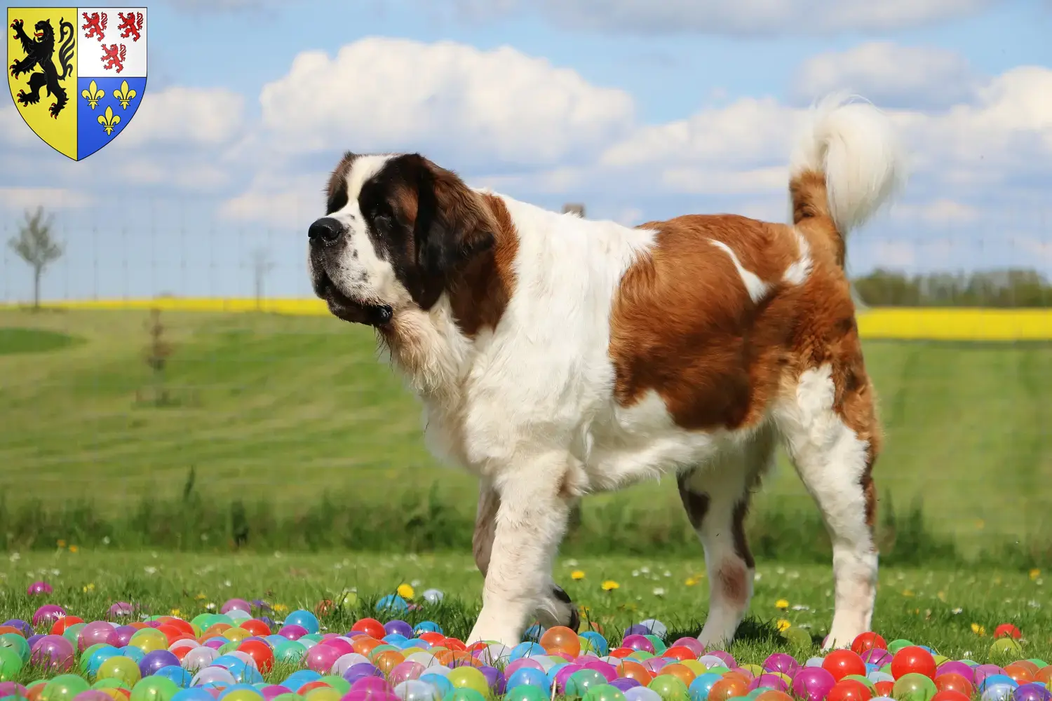 Read more about the article Saint Bernard breeders and puppies in Hauts-de-France