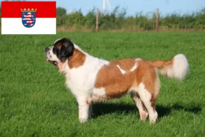 Read more about the article Saint Bernard breeders and puppies in Hessen