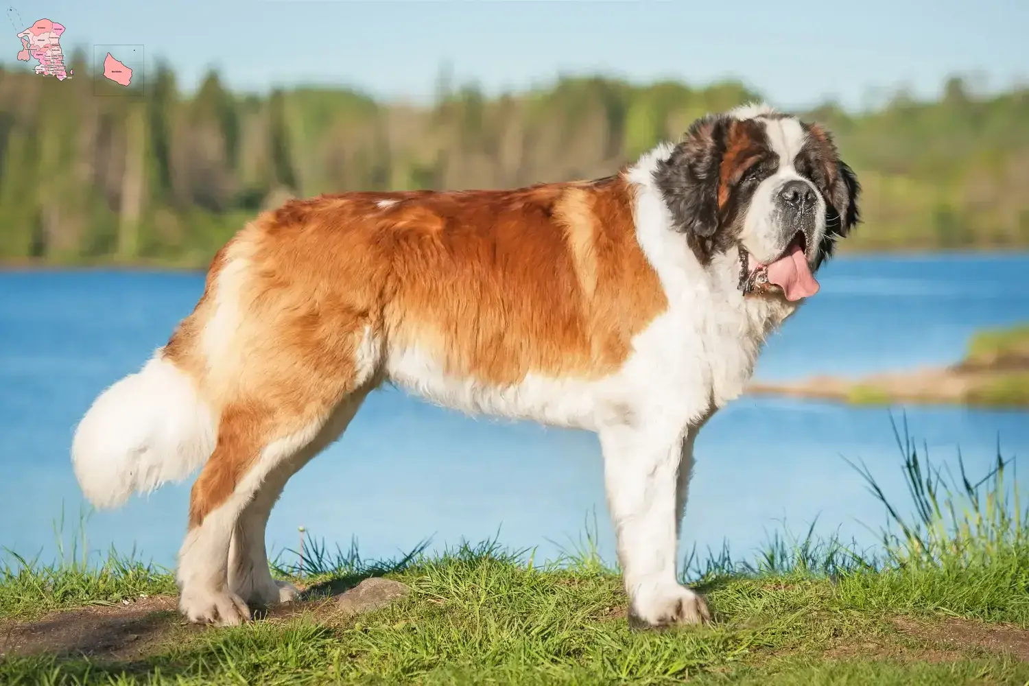 Read more about the article Saint Bernard breeders and puppies in Hovedstaden