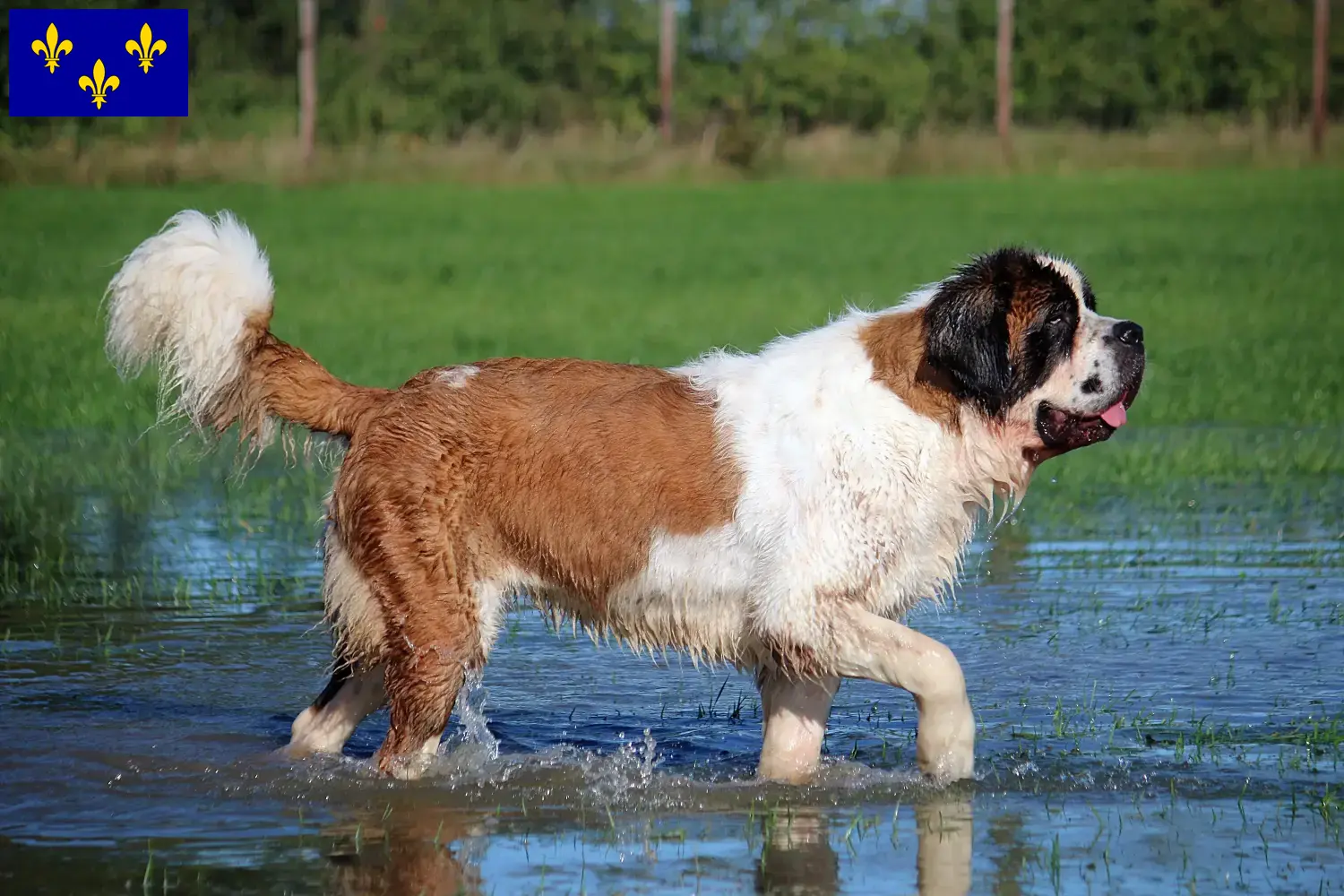 Read more about the article Saint Bernard breeders and puppies in Île-de-France