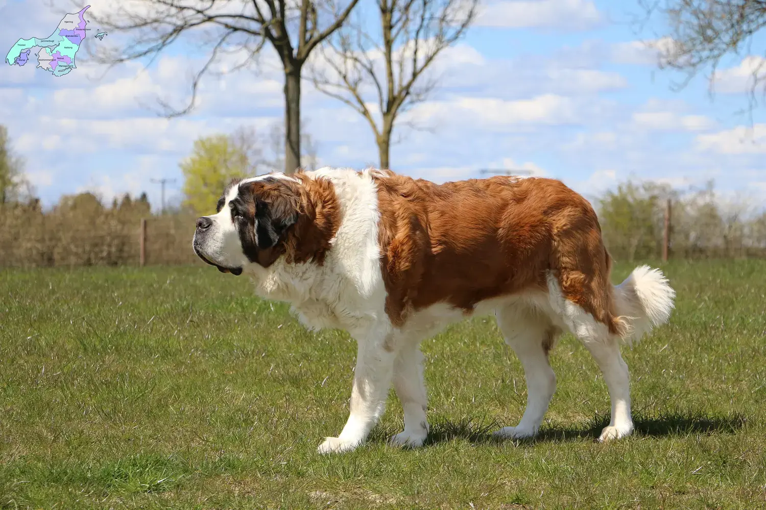 Read more about the article Saint Bernard breeders and puppies in North Jutland