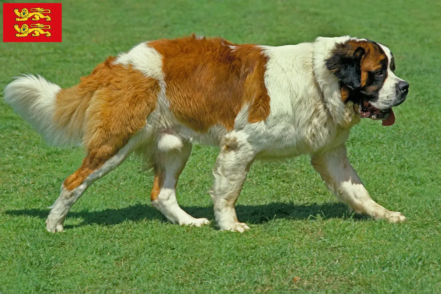 Read more about the article Saint Bernard breeders and puppies in Normandy