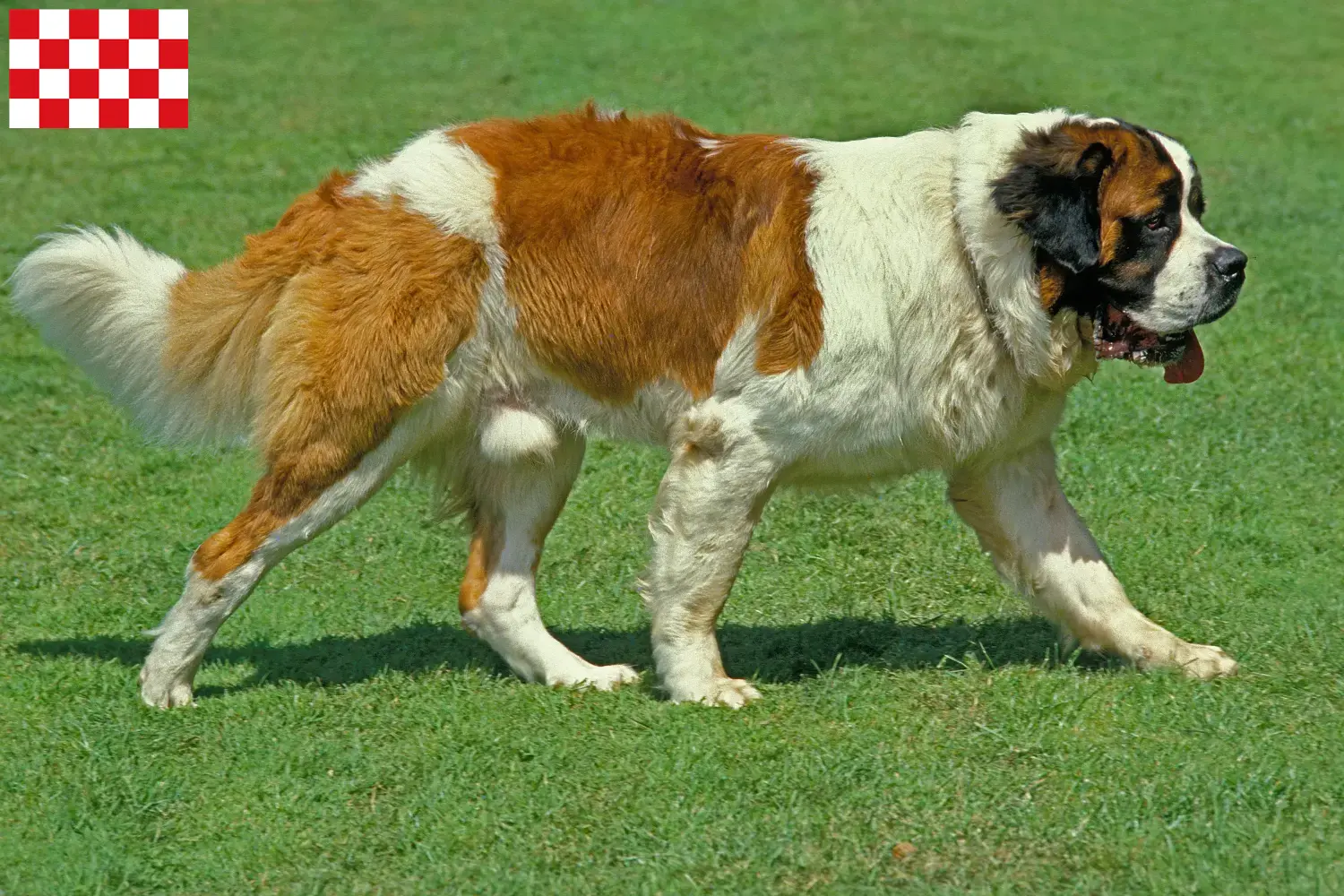 Read more about the article Saint Bernard breeders and puppies in North Brabant