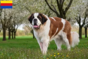 Read more about the article Saint Bernard breeders and puppies in North Holland