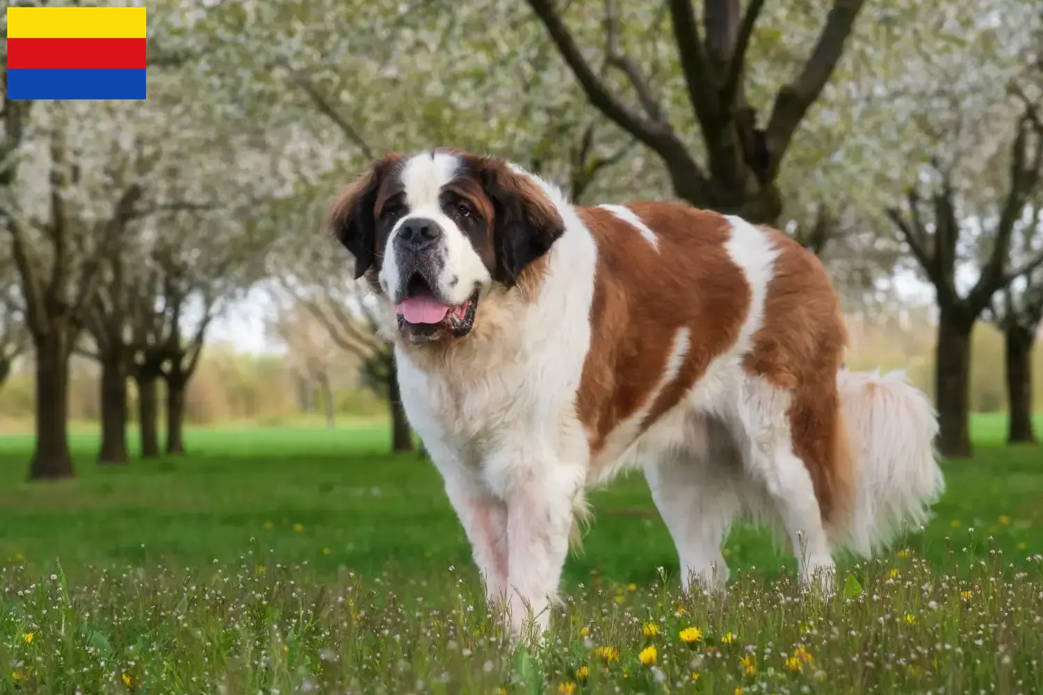 Read more about the article Saint Bernard breeders and puppies in North Holland