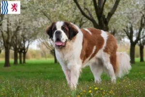 Read more about the article Saint Bernard breeders and puppies in Nouvelle-Aquitaine