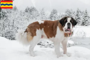 Read more about the article Saint Bernard breeders and puppies in Overijssel