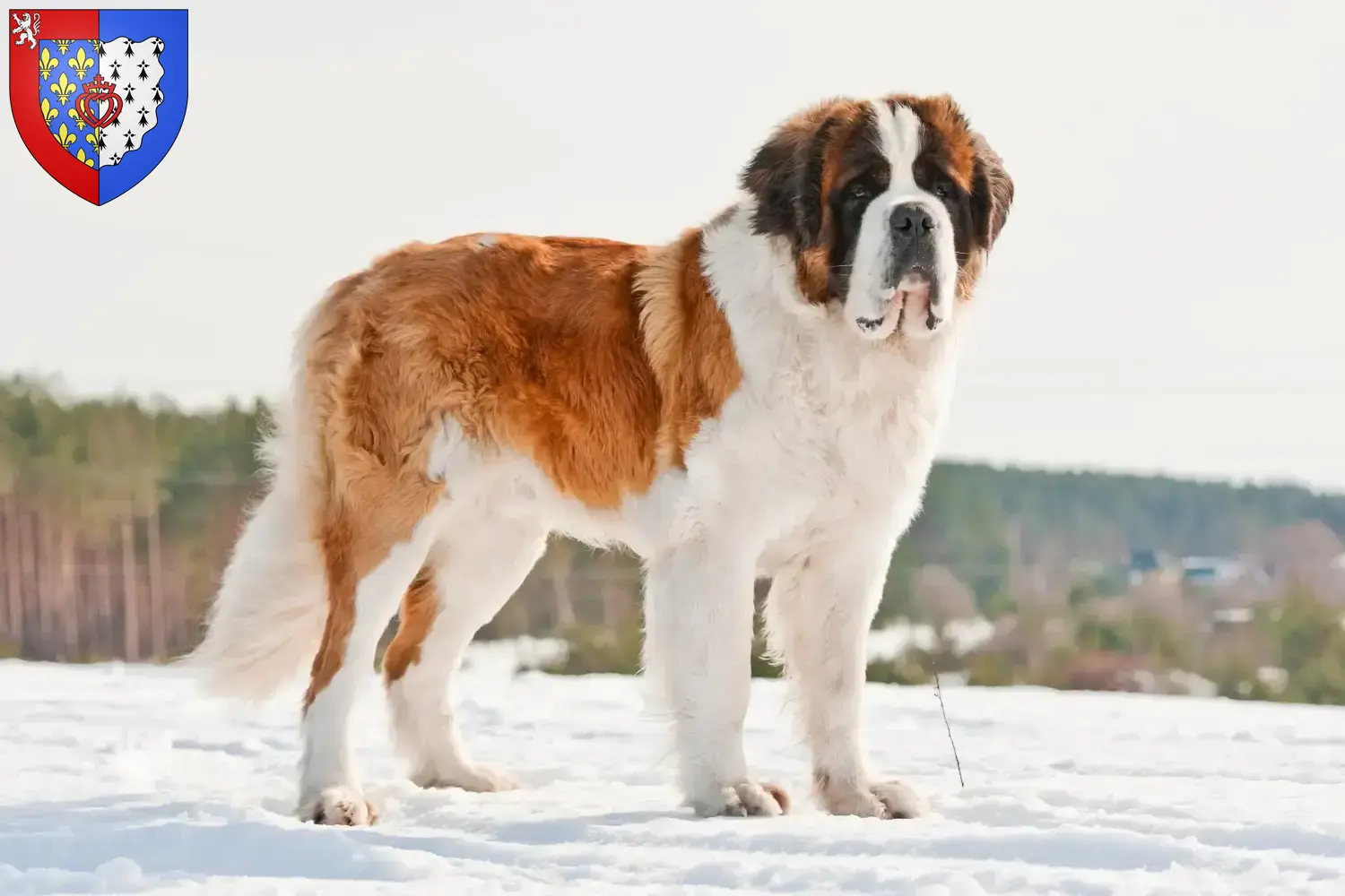 Read more about the article Saint Bernard breeders and puppies in Pays de la Loire