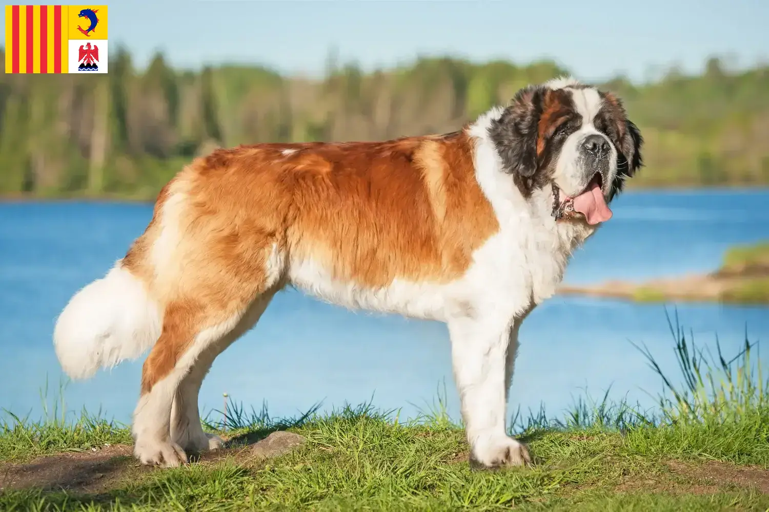 Read more about the article Saint Bernard breeders and puppies in Provence-Alpes-Côte d’Azur