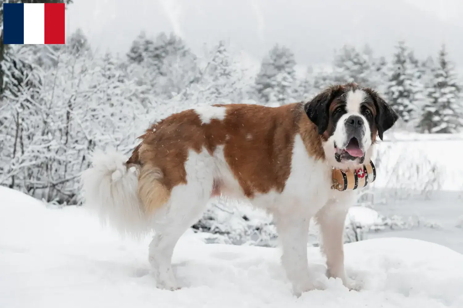 Read more about the article Saint Bernard breeders and puppies in Réunion