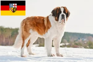 Read more about the article Saint Bernard breeders and puppies in Saarland