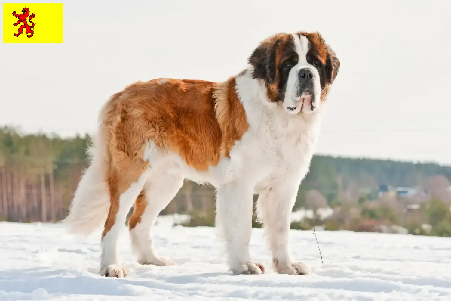 Read more about the article Saint Bernard breeders and puppies in South Holland