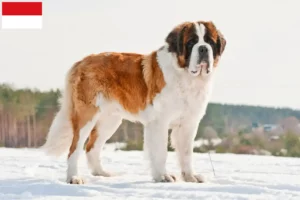 Read more about the article Saint Bernard breeders and puppies in Vienna