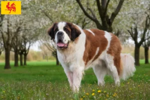 Read more about the article Saint Bernard breeders and puppies in Walloon Region