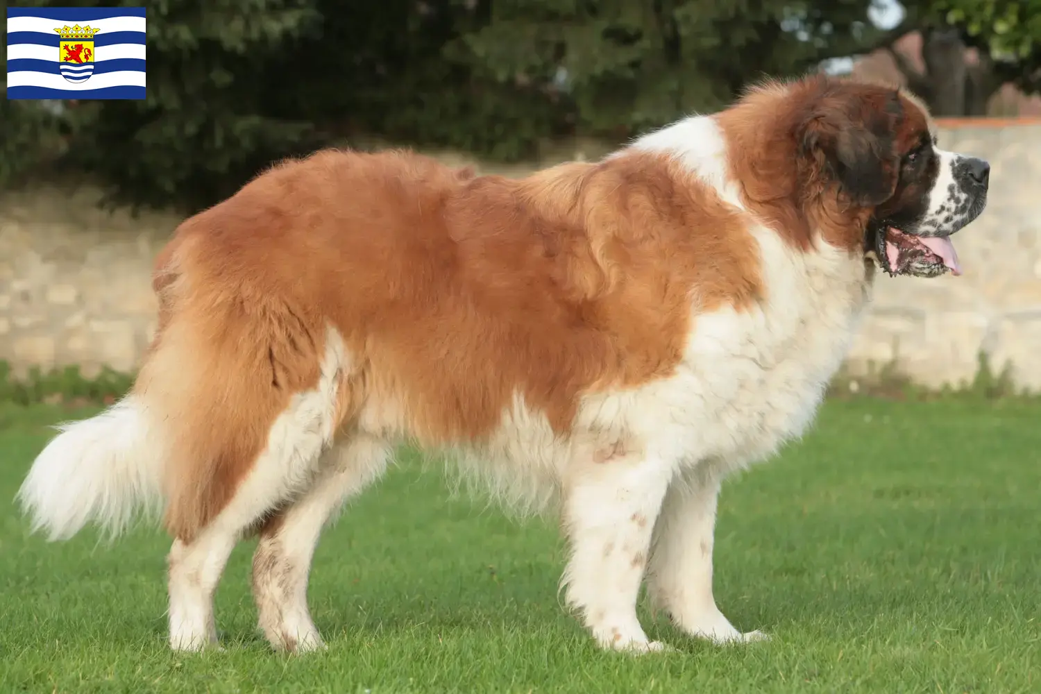 Read more about the article Saint Bernard breeders and puppies in Zeeland