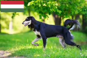 Read more about the article Saluki breeders and puppies in Hungary