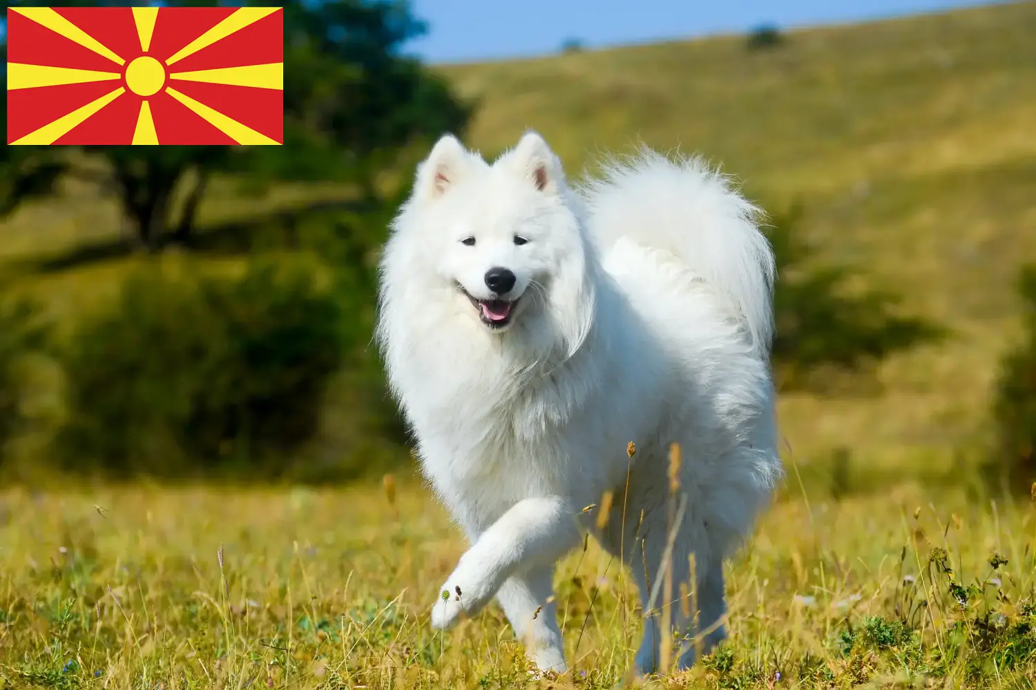 Read more about the article Samoyed breeders and puppies in North Macedonia