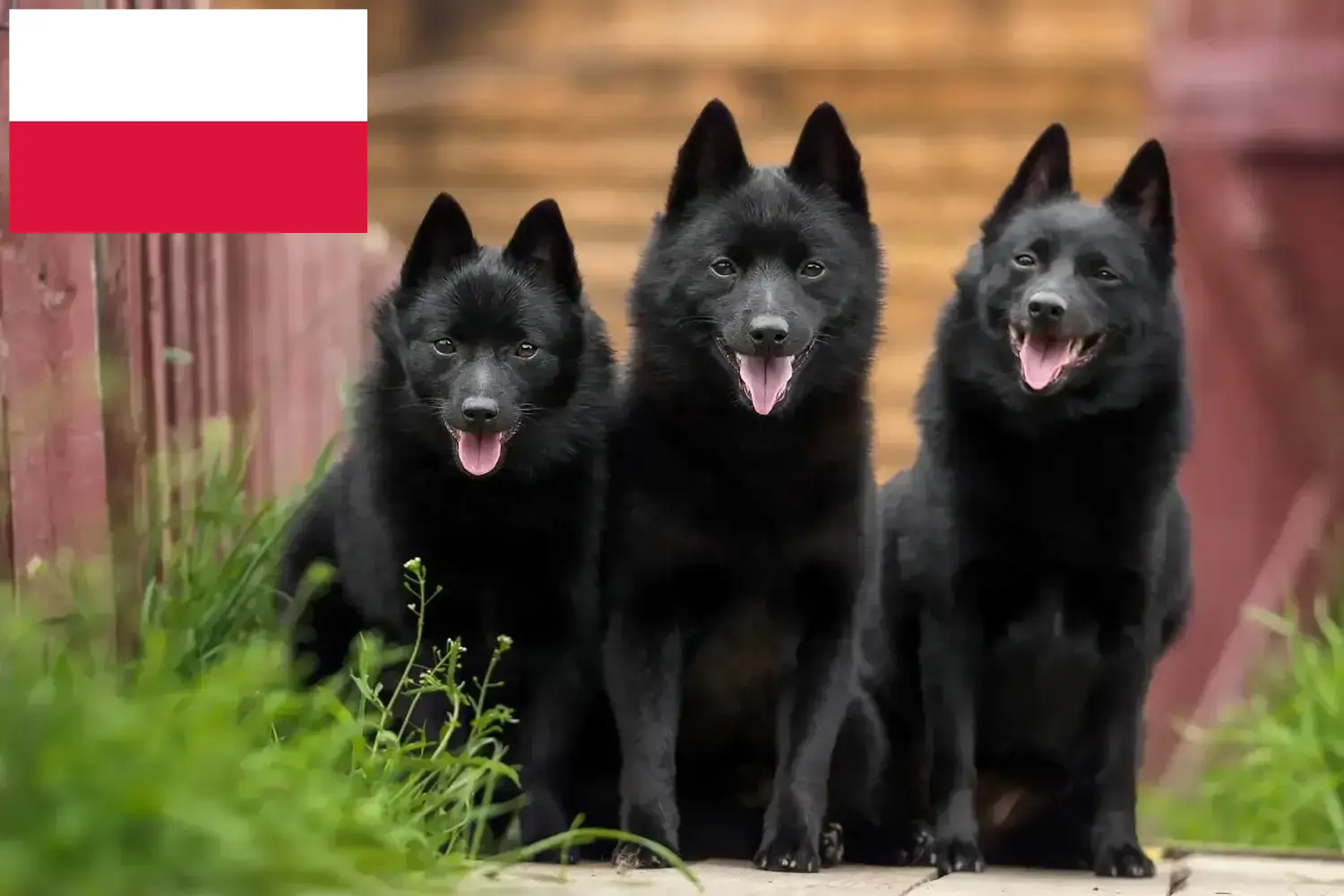 Read more about the article Schipperke breeders and puppies in Poland