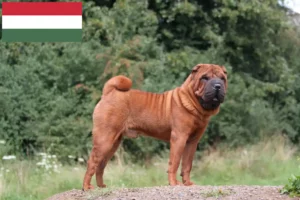 Read more about the article Shar-Pei breeders and puppies in Hungary