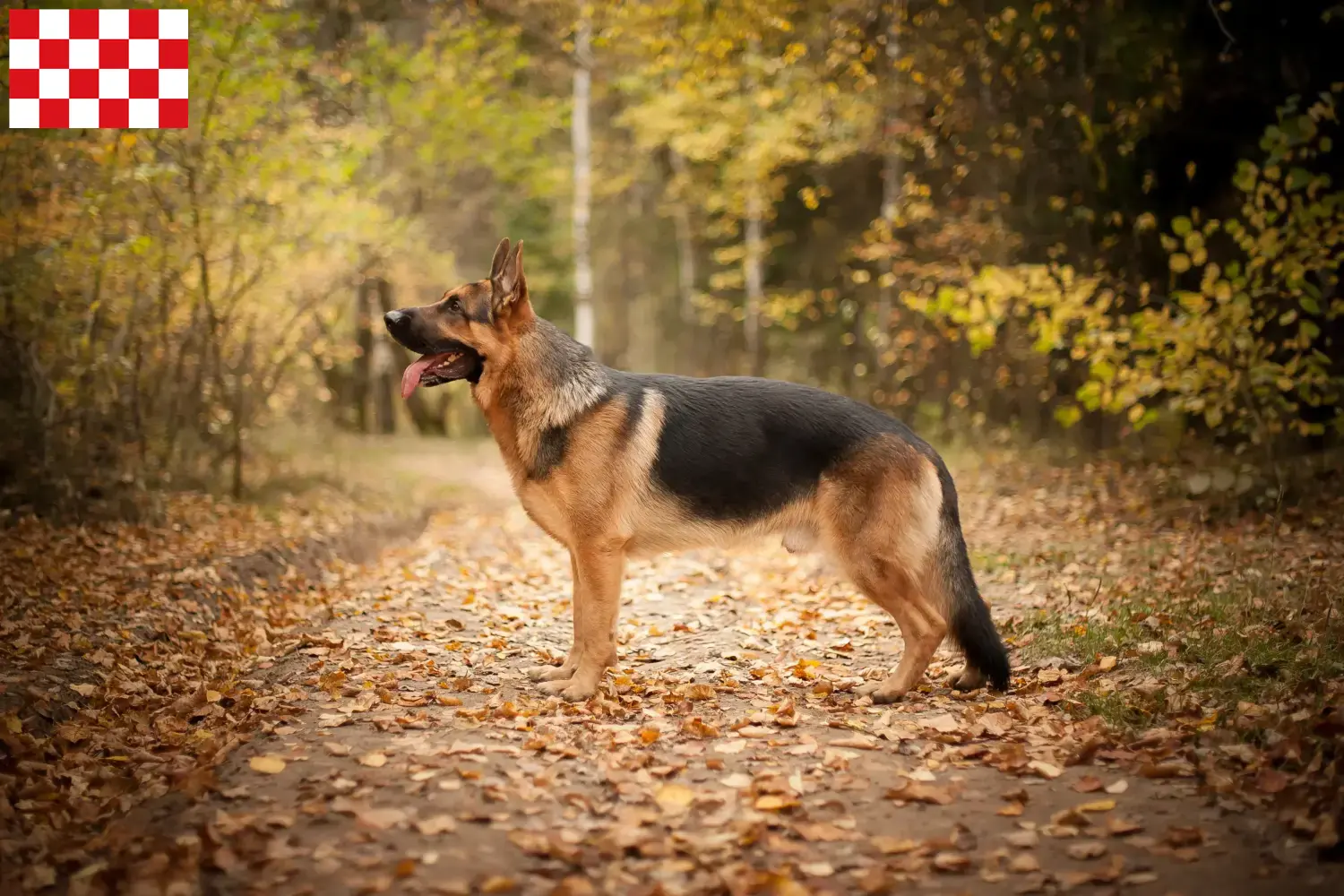 Read more about the article Sheepdog breeders and puppies in North Brabant