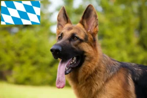 Read more about the article Shepherd dog breeders and puppies in Bavaria