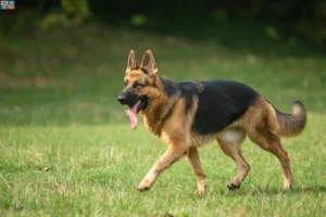 Read more about the article Sheepdog breeders and puppies in Bourgogne-Franche-Comté