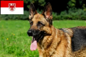 Read more about the article Shepherd dog breeders and puppies in Brandenburg