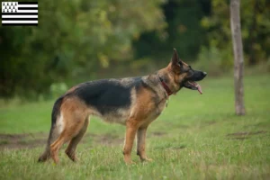 Read more about the article Sheepdog breeders and puppies in Brittany