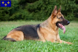 Read more about the article Sheepdog breeders and puppies in Île-de-France