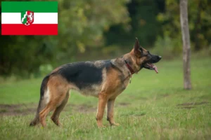 Read more about the article Shepherd dog breeders and puppies in North Rhine-Westphalia