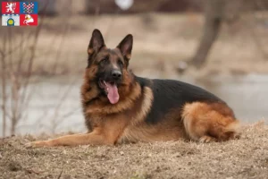 Read more about the article Shepherd dog breeders and puppies in Pardubice