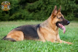 Read more about the article Shepherd dog breeders and puppies in Prague