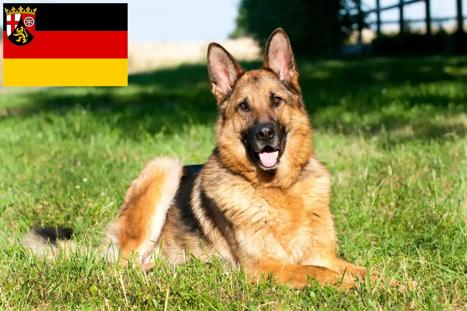 Read more about the article Shepherd dog breeders and puppies in Rhineland-Palatinate