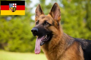 Read more about the article Shepherd dog breeders and puppies in Saarland