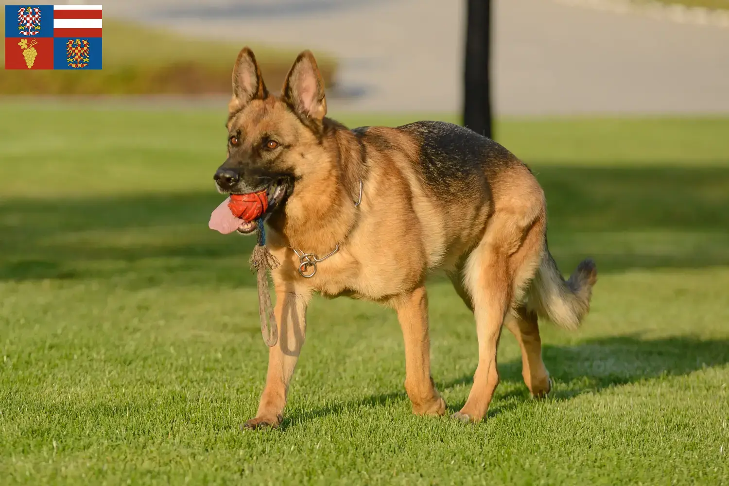 Read more about the article Shepherd dog breeders and puppies in South Moravia