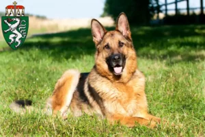 Read more about the article Shepherd dog breeders and puppies in Styria