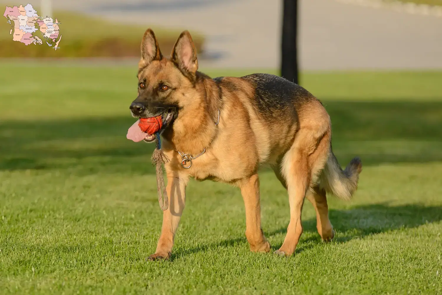 Read more about the article Sheepdog breeders and puppies in Syddanmark