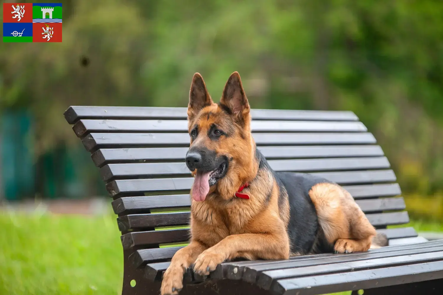 Read more about the article Sheepdog breeders and puppies in Ústí