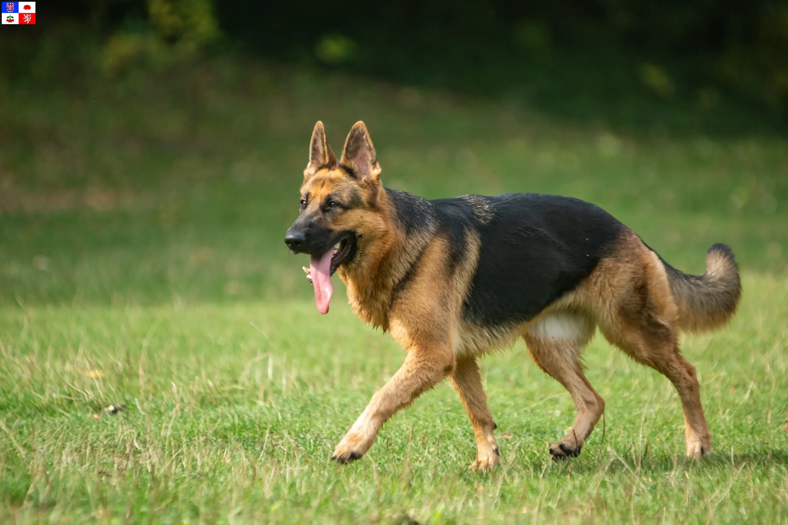 Read more about the article Shepherd dog breeders and puppies in Vysočina