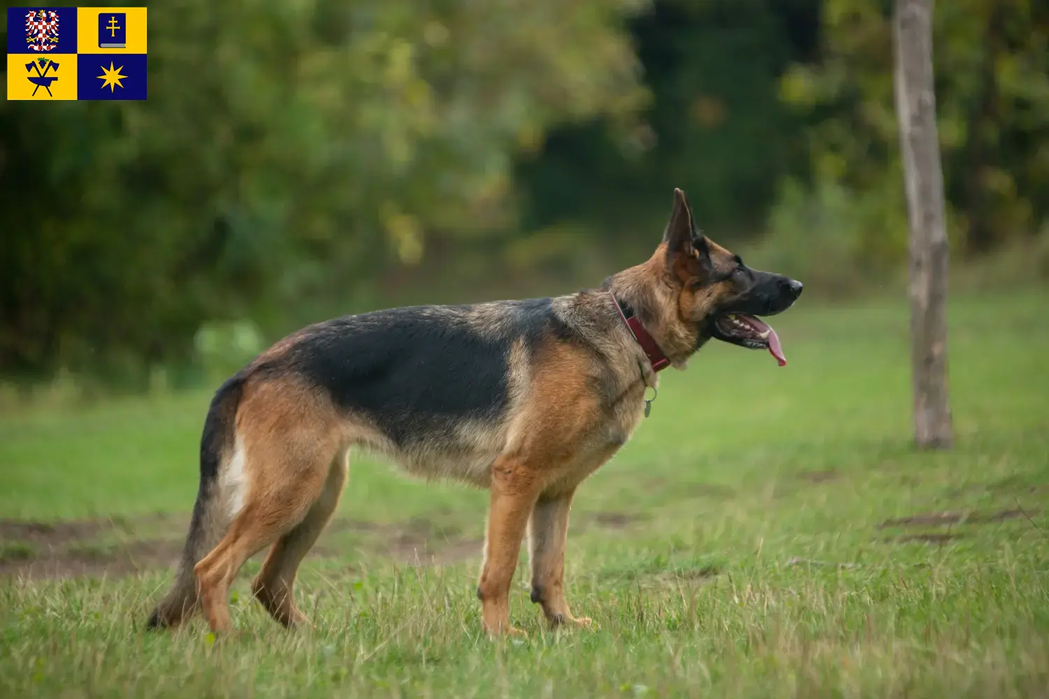 Read more about the article Shepherd dog breeders and puppies in Zlín