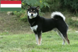 Read more about the article Shiba breeders and puppies in Hungary