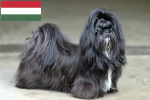 Read more about the article Shih Tzu breeders and puppies in Hungary