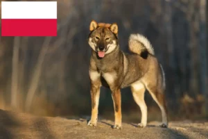 Read more about the article Shikoku breeders and puppies in Poland
