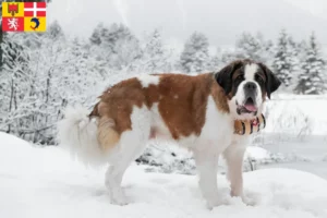 Read more about the article Saint Bernard breeders and puppies in Auvergne-Rhône-Alpes