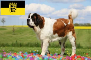 Read more about the article St. Bernard breeders and puppies in Baden-Württemberg