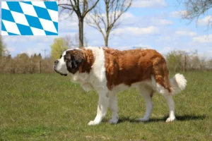 Read more about the article St. Bernard breeders and puppies in Bavaria