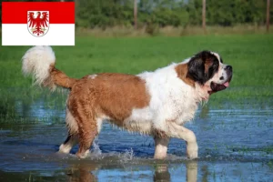 Read more about the article St. Bernard breeders and puppies in Brandenburg