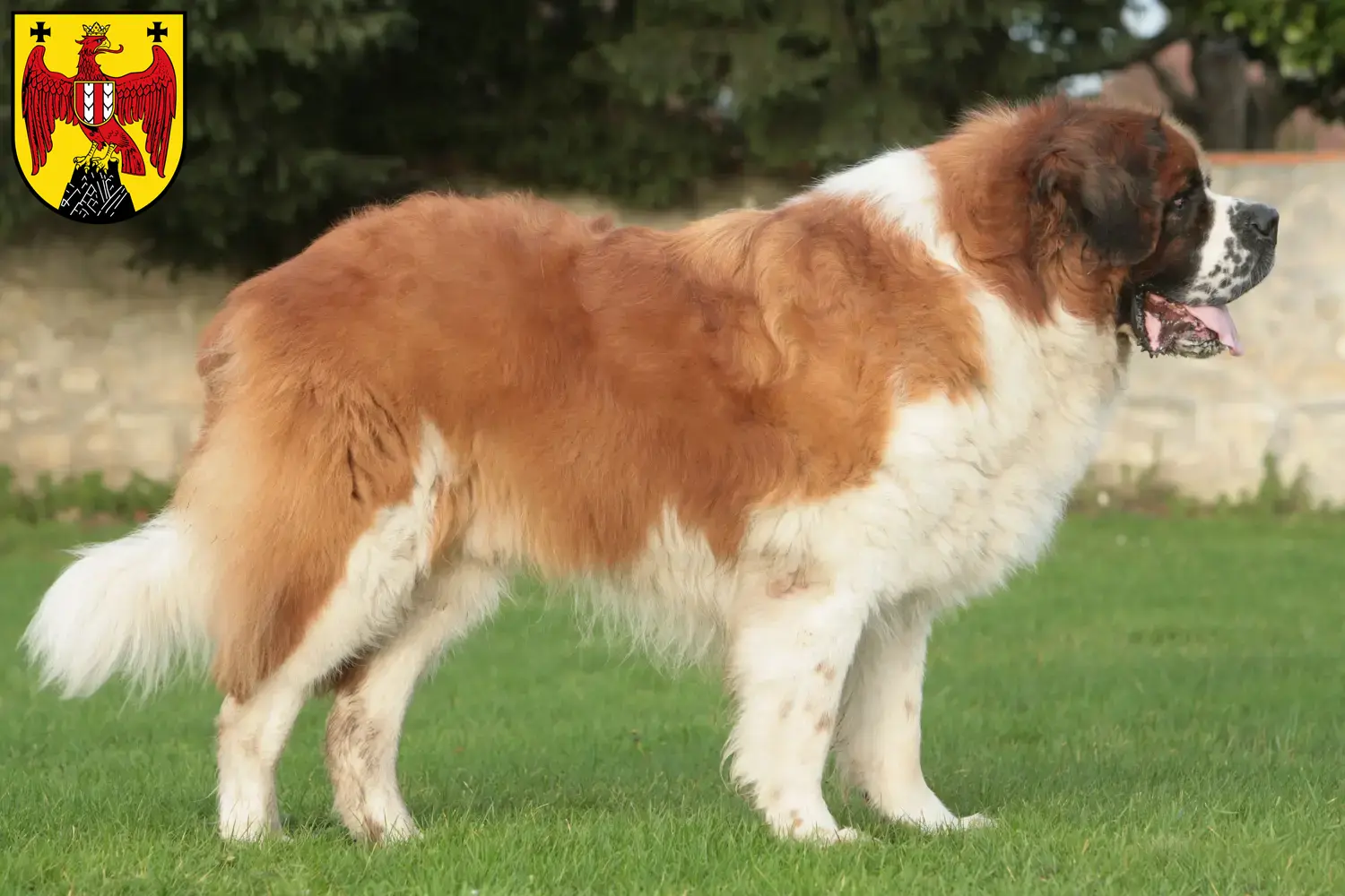 Read more about the article St. Bernard breeders and puppies in Burgenland